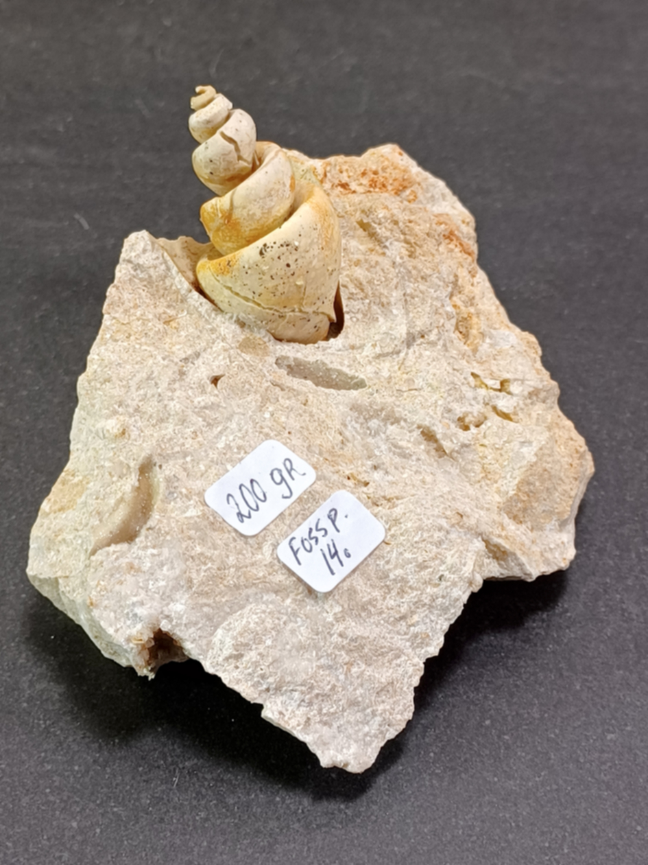 Gastropad ( Förstenat sjönäcka)  Fossil i Grundsten