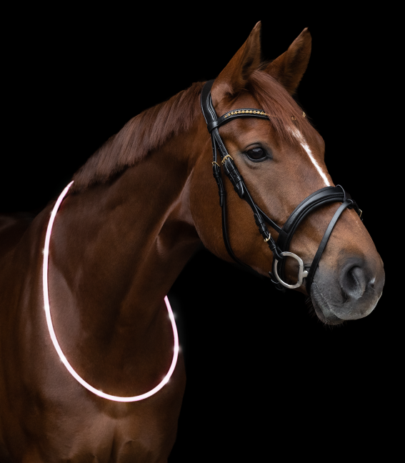 Ledslinga häst