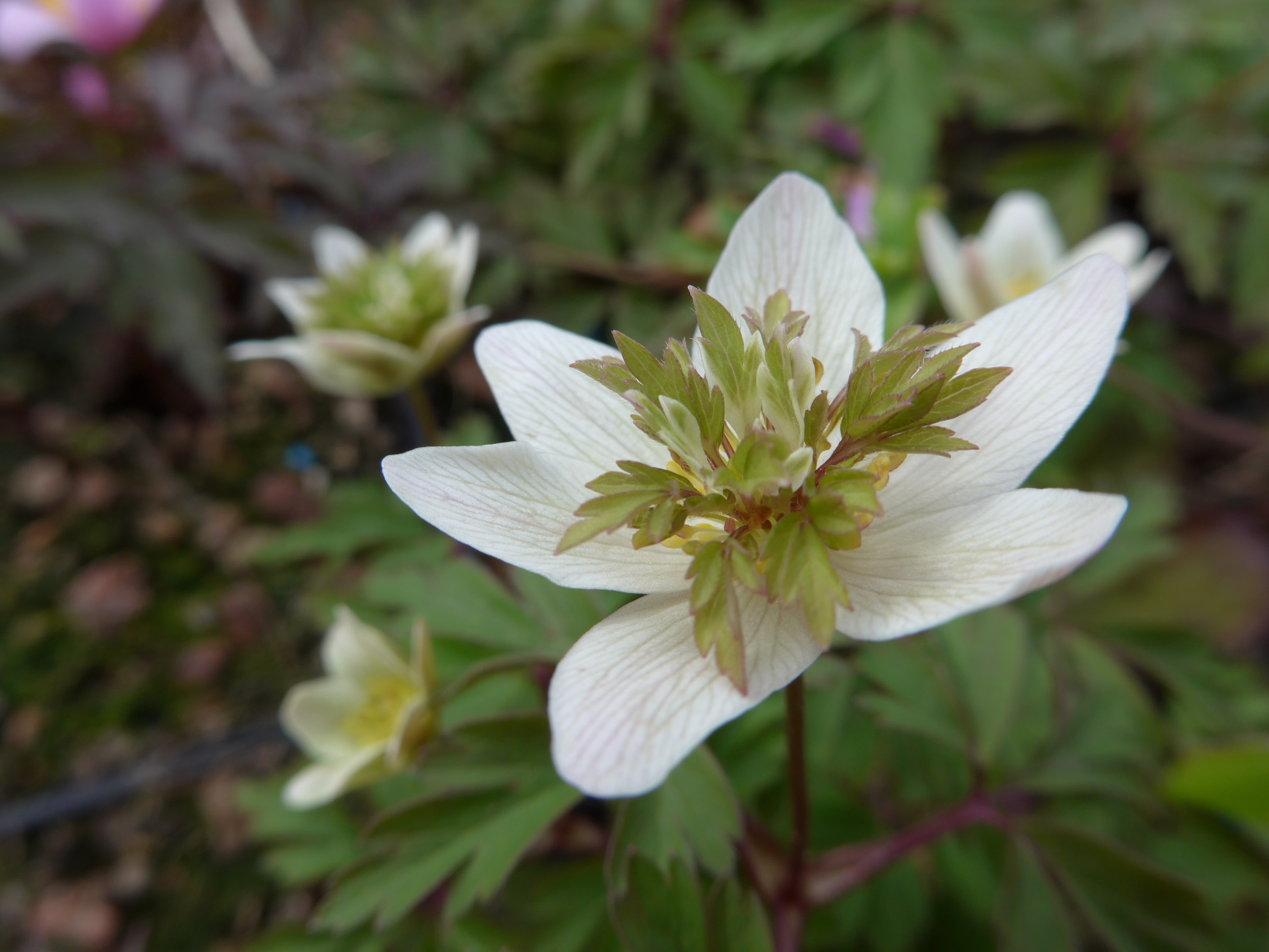 Anemone nemorosa 'Green Crown'