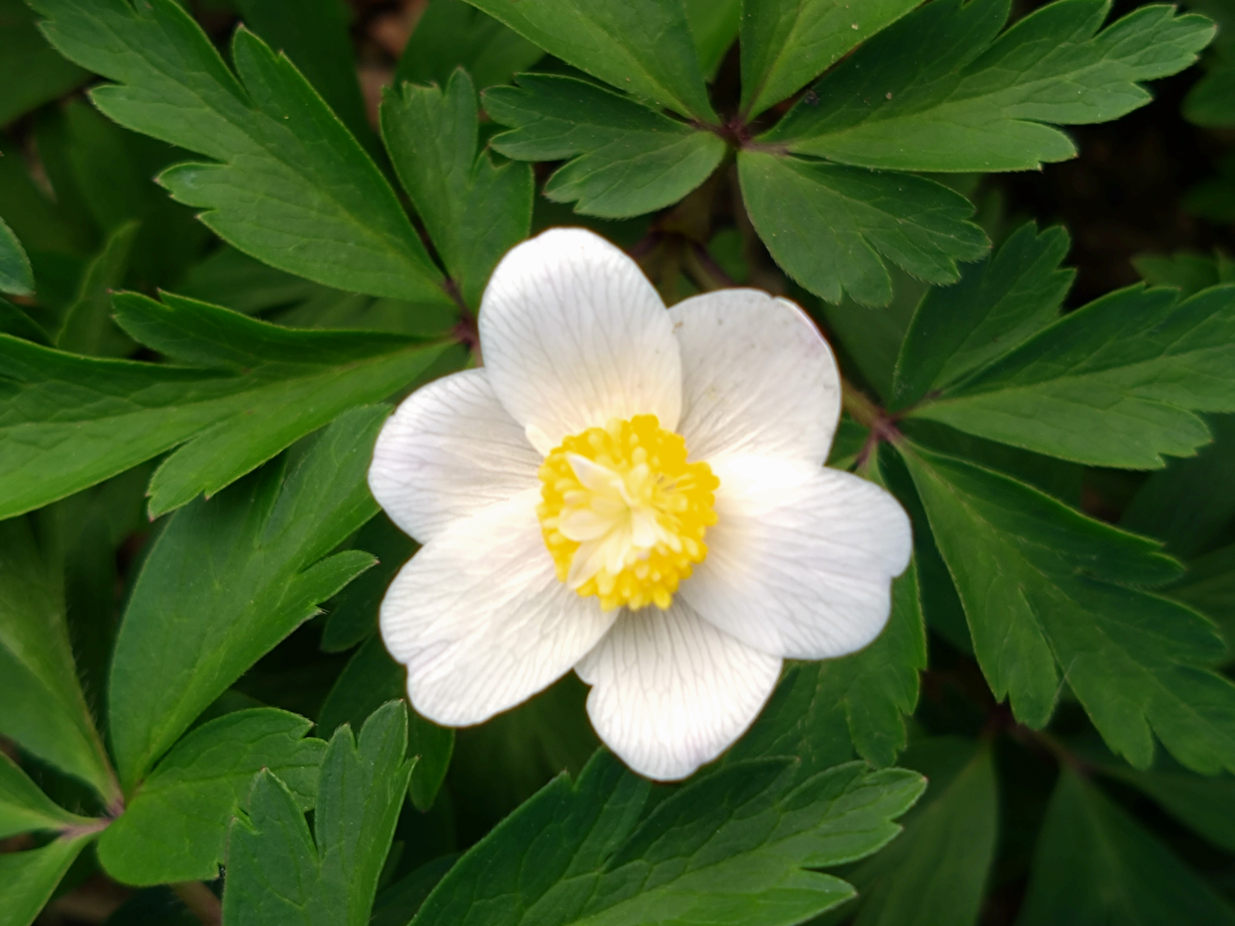 Anemone nemorosa 'White Cup'