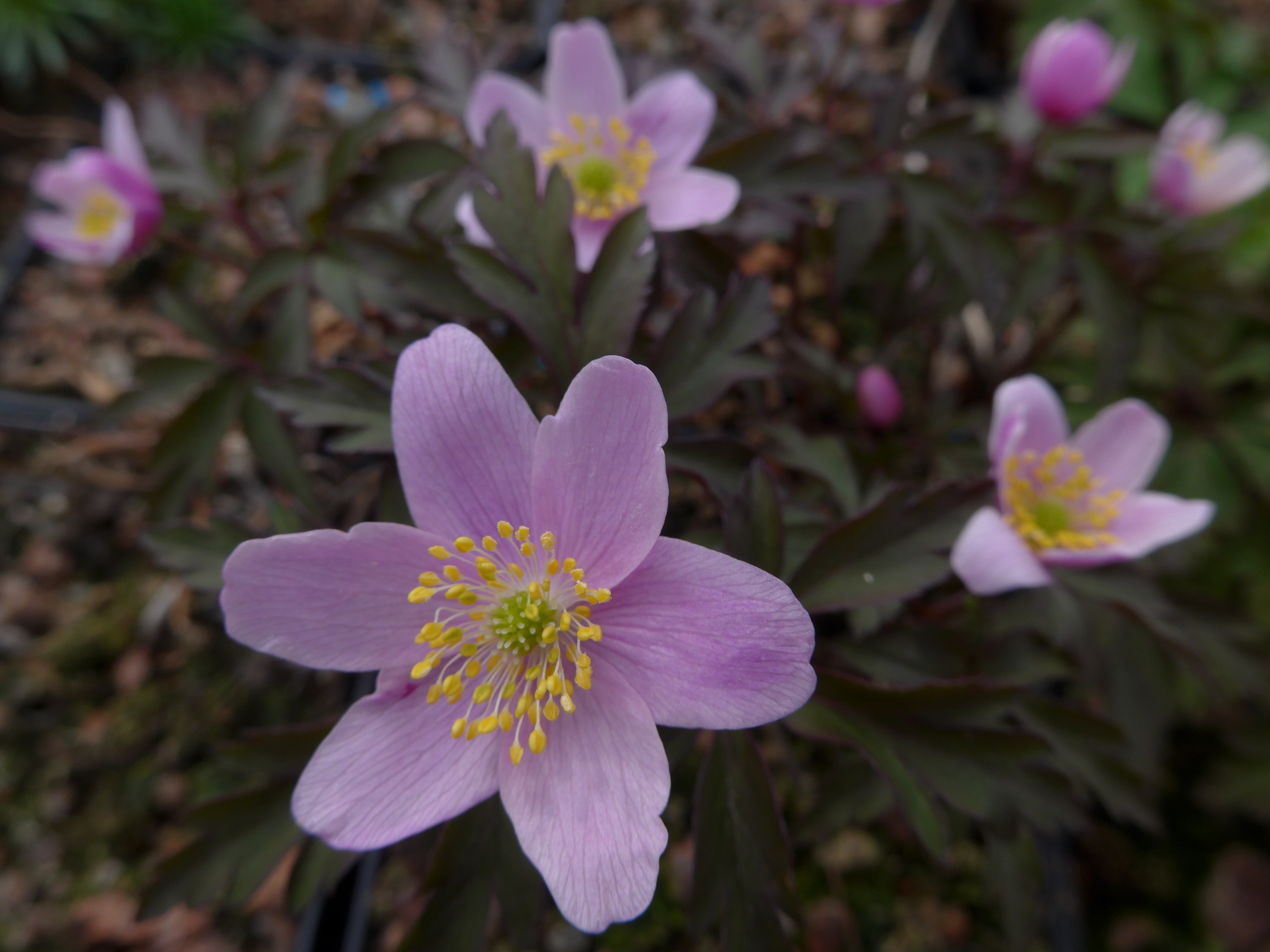 Anemone nemorosa 'Jummer's Fienrood'