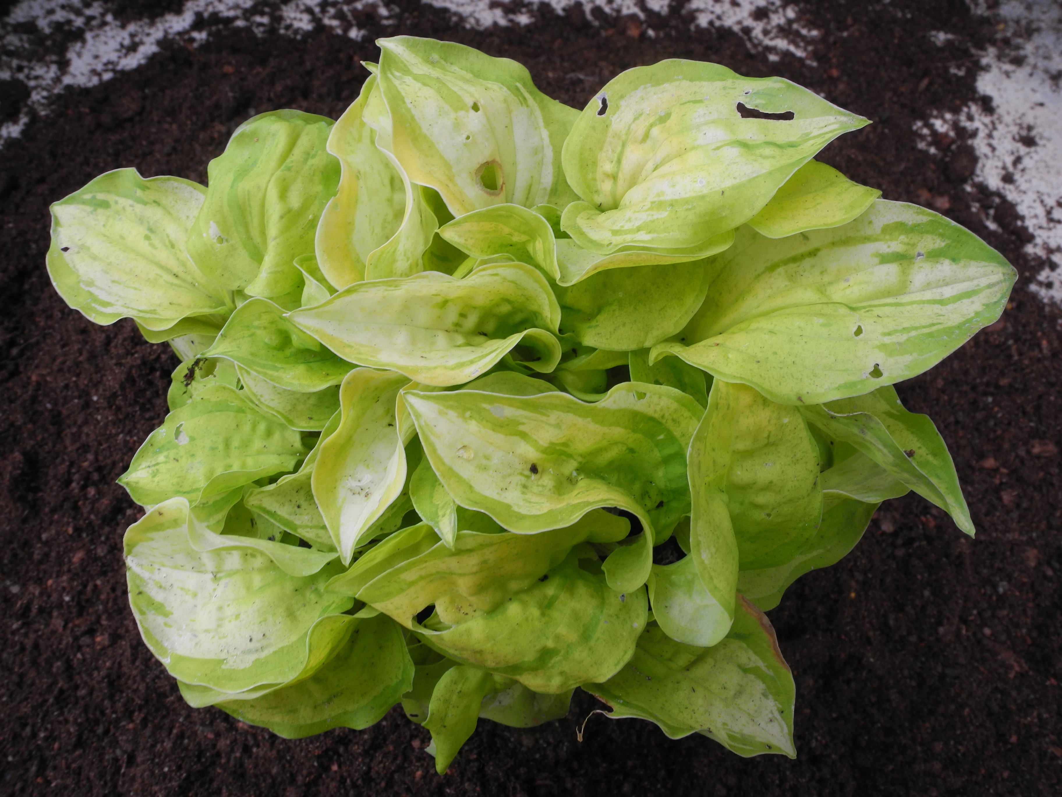 Hosta hybr. 'Stolen Kiss'