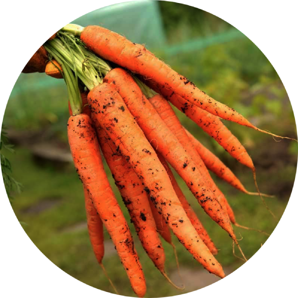 Morot - Imperator 58 - Kultursort