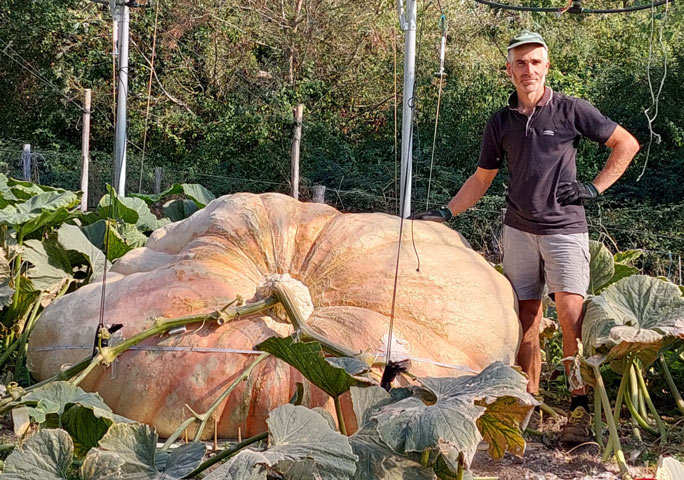 Världsrekordpumpa - Dill's Atlantic Giant - Jättepumpa - 2