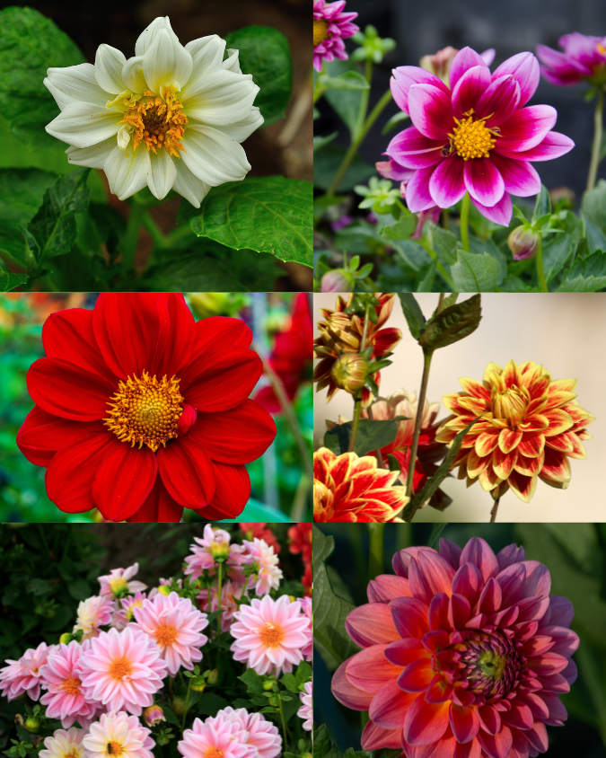 Dahlia - Monarch Bedding