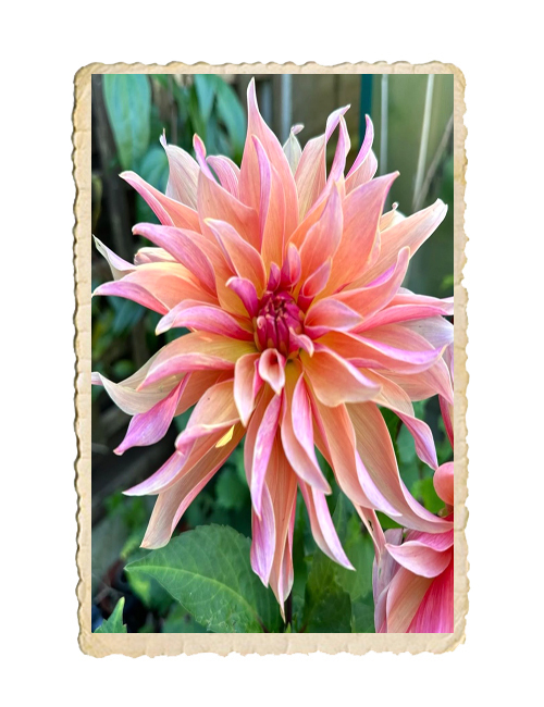 Dahlia Labyrint  - 2