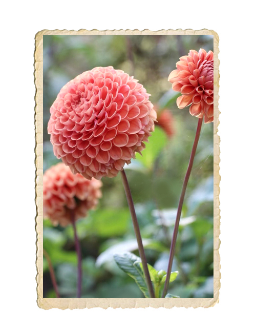 Dahlia Cornel Bronze
