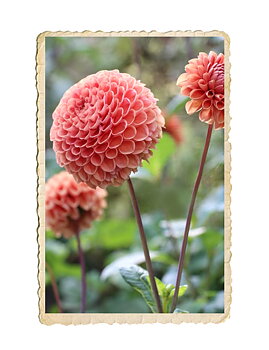 Dahlia Cornel Bronze