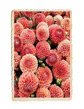 Dahlia Cornel Bronze