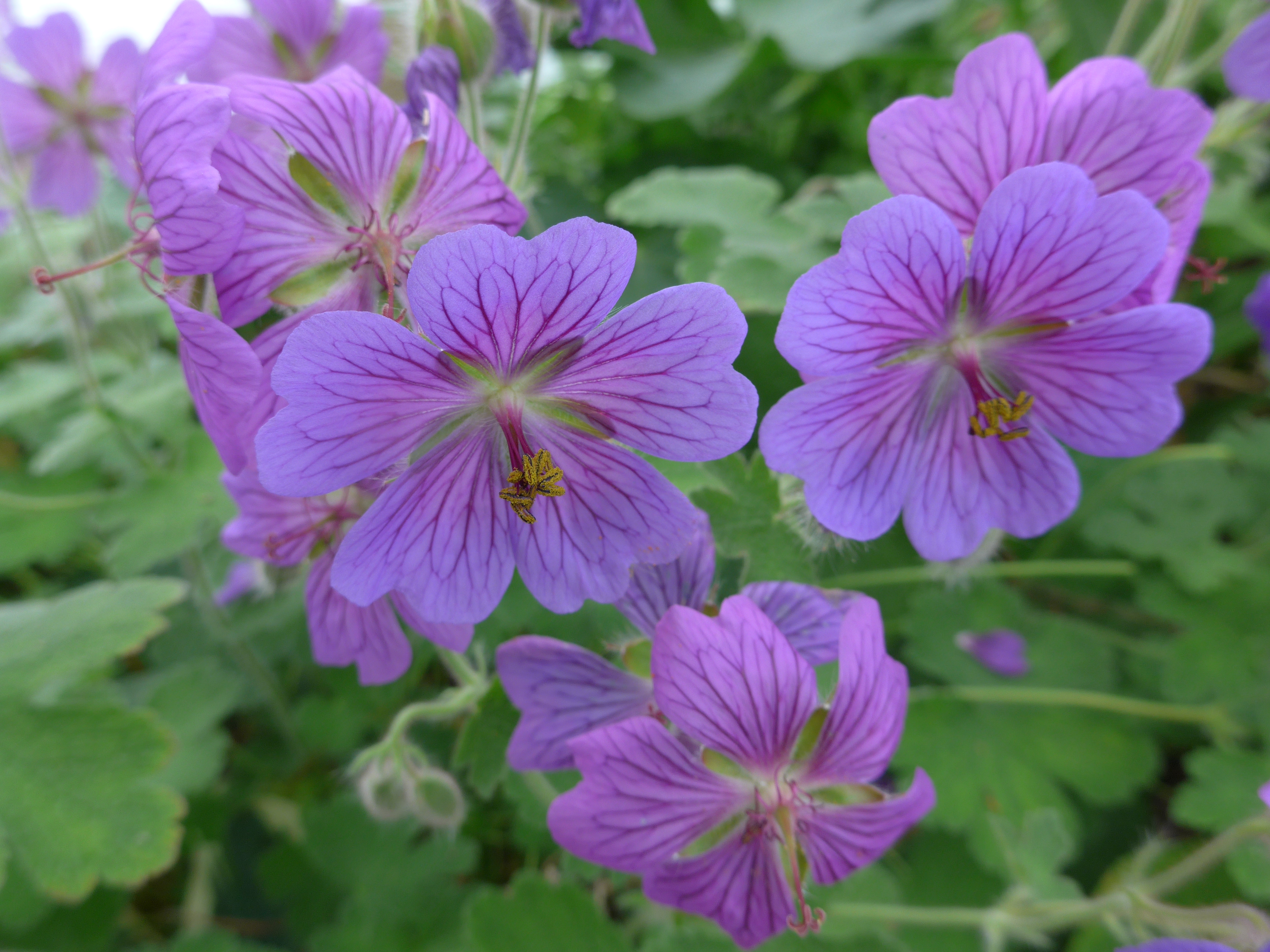 Geranium renardii