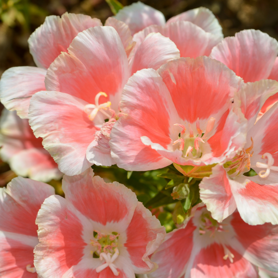 Atlasblomma - Sibyl Sherwood