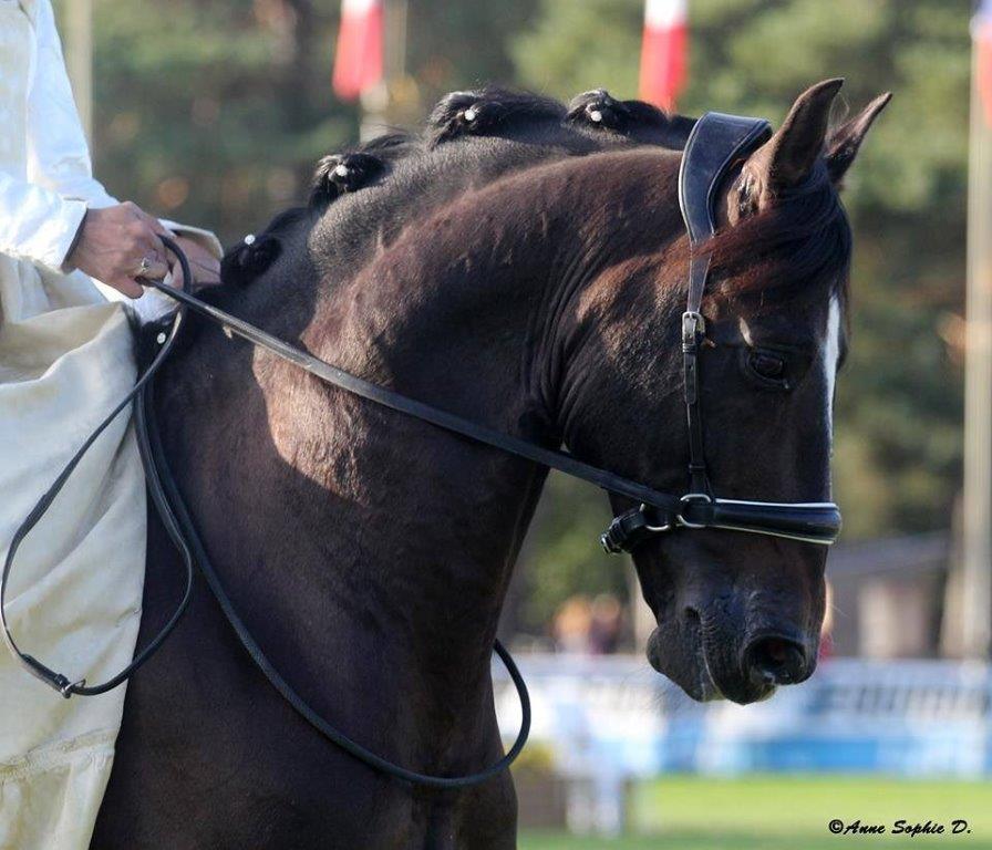 F.R.A® Alizée Mistral Sidepull incl. reins - 5