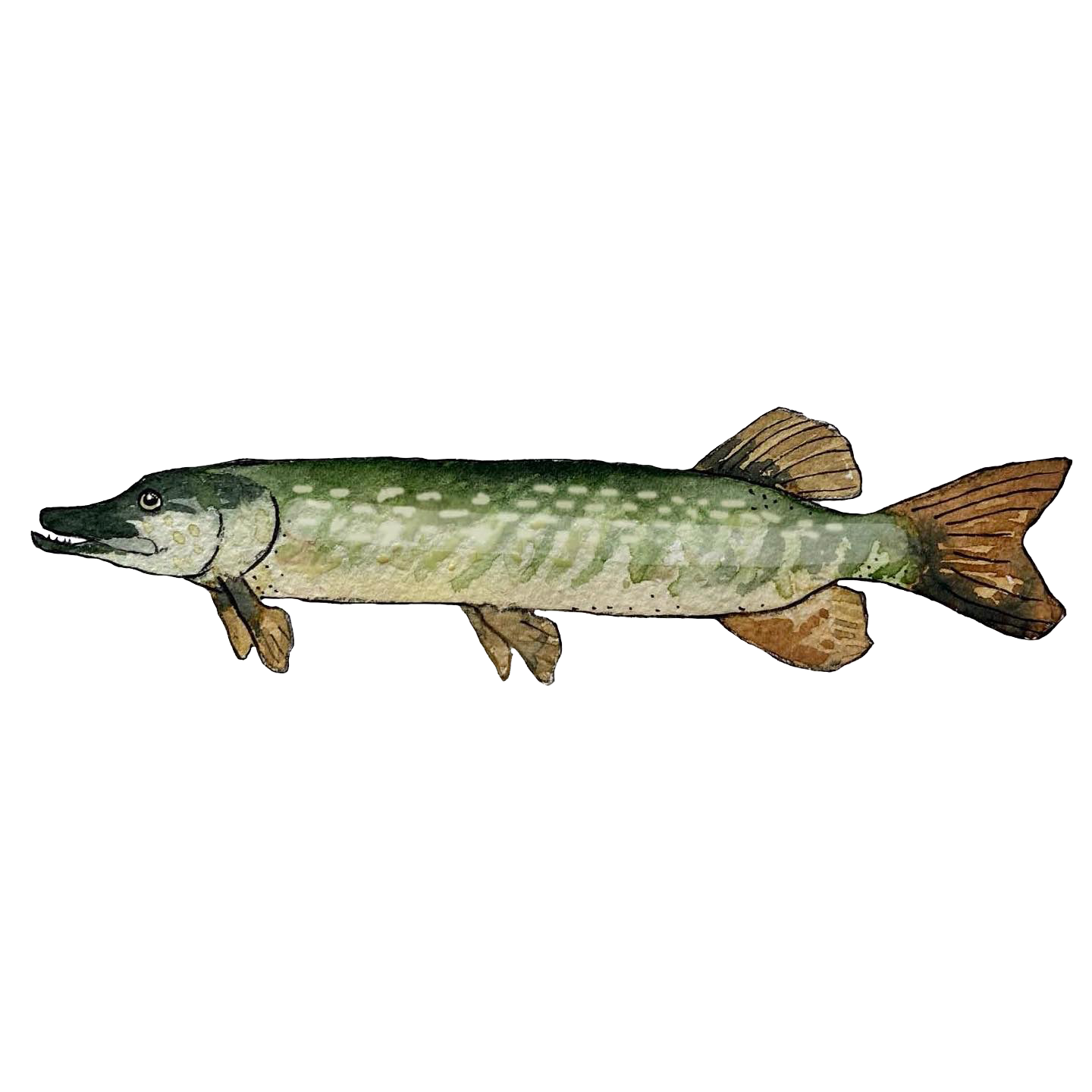 Snuttefilt gädda - 2