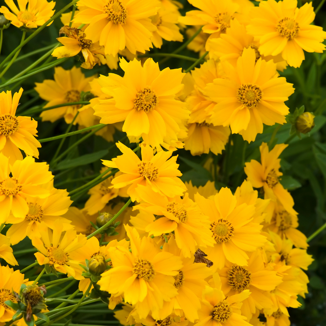 Flicköga - Early Gold