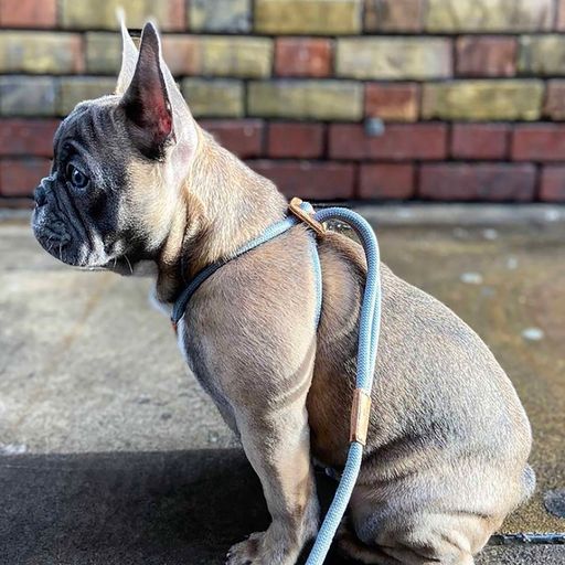 Boo´ Oh Ray Harness Blue - 2