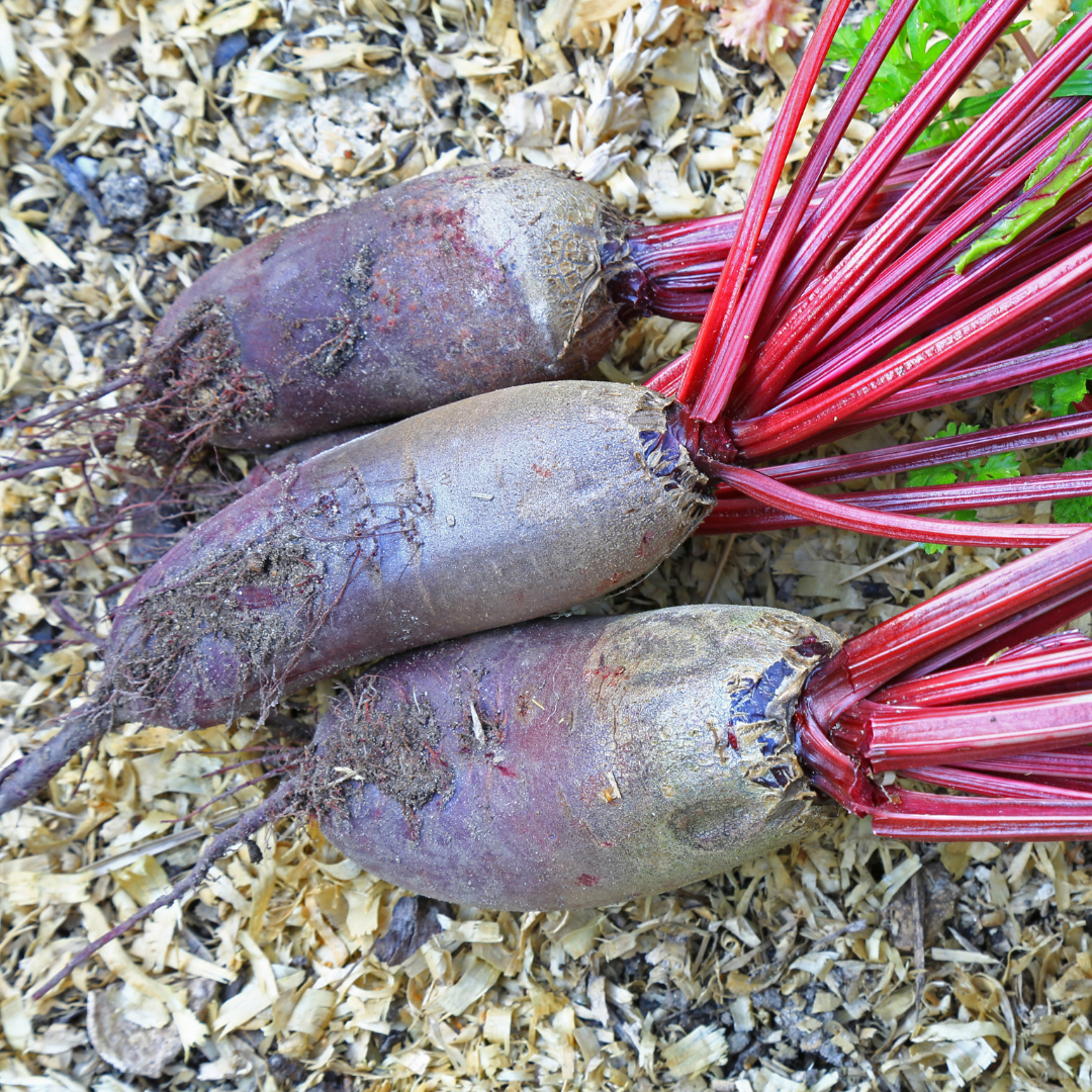 Rödbeta - Opolski