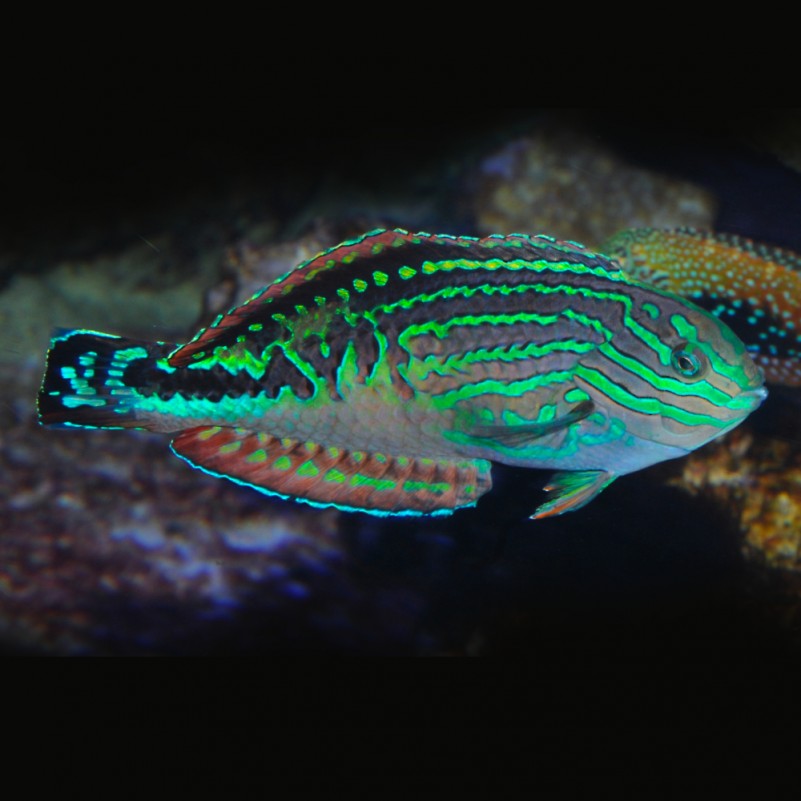 Macropharyngodon bipartitus male