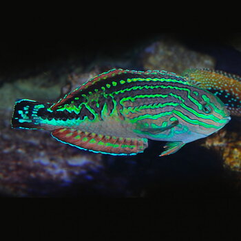 Macropharyngodon bipartitus male