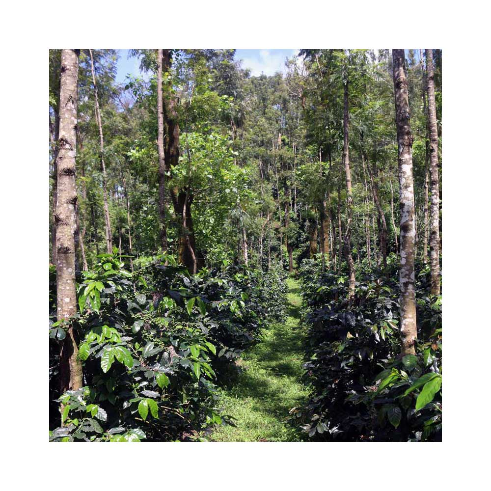 Råkaffe - Indien Hulikere Estate - Natural - Robusta - 5