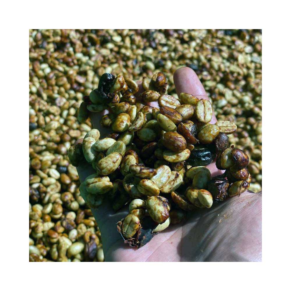 Råkaffe - Indien Hulikere Estate - Natural - Robusta - 3