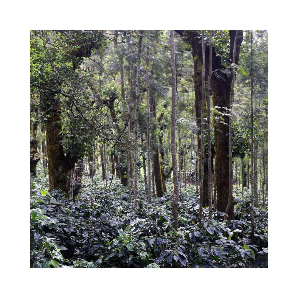 Råkaffe - Indien Hulikere Estate - Natural - Robusta - 2