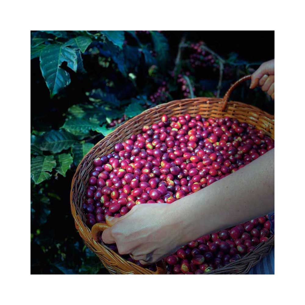 Råkaffe - Indien Hulikere Estate - Natural - Robusta - 4