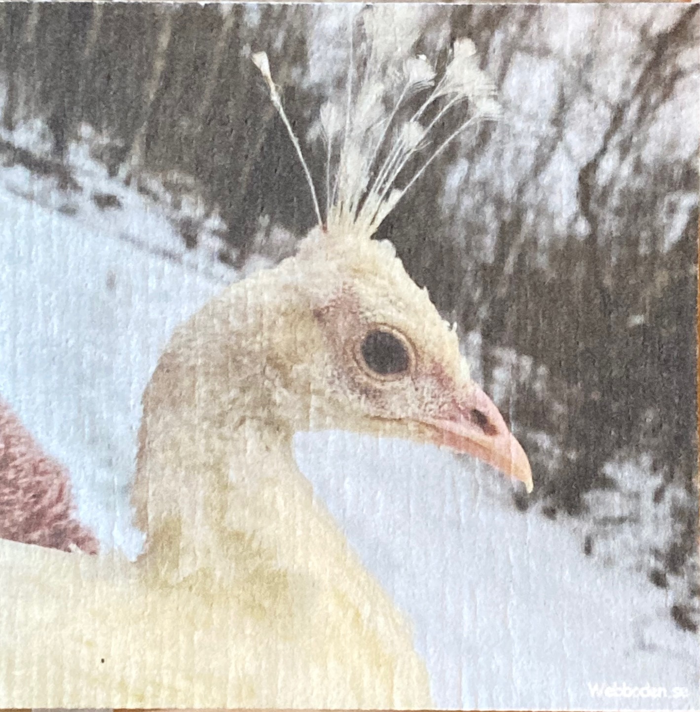 Disktrasa Vit Påfågel