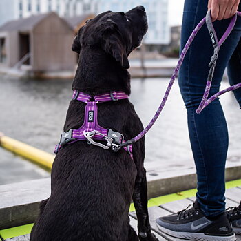 Dog Copenhagen Urban Rep™ Koppel