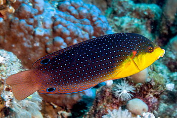 Anampses twistii (Reef safe)