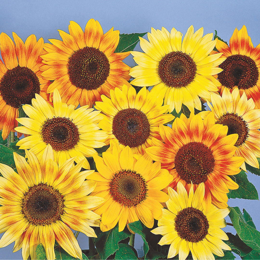 Solros - Fantasy Mix