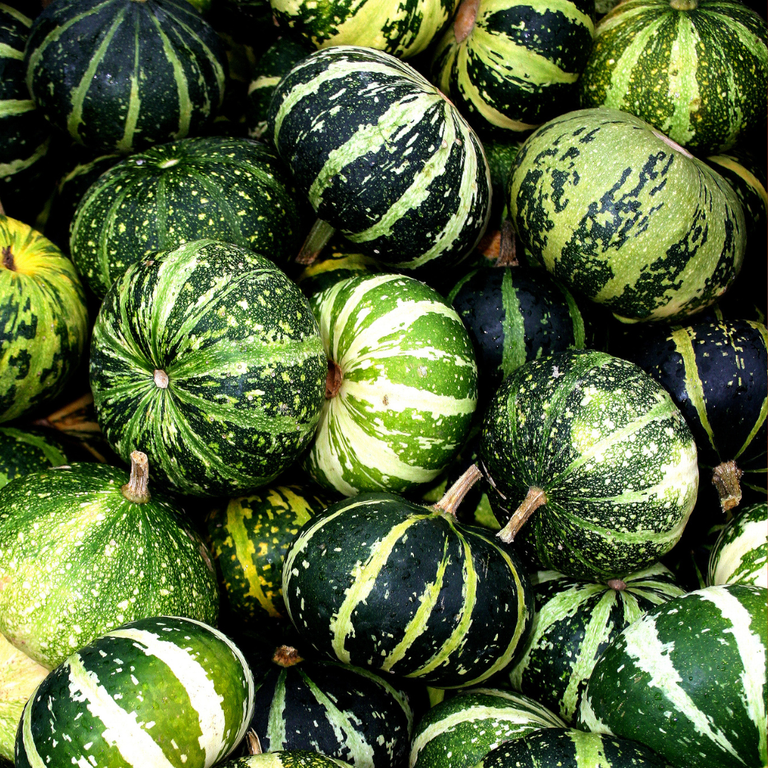 Pumpa - Flat Striped