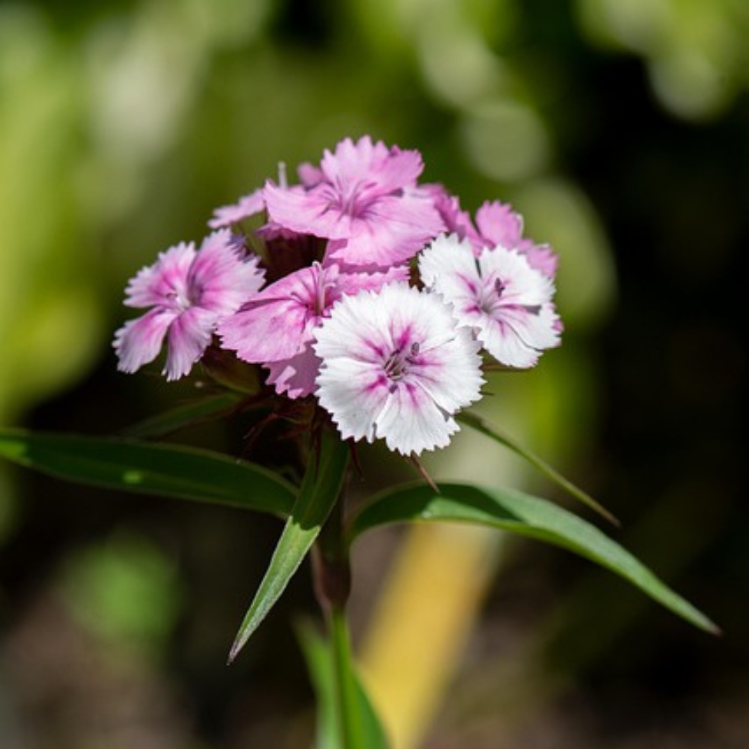 Fjädernejlika - Sonata