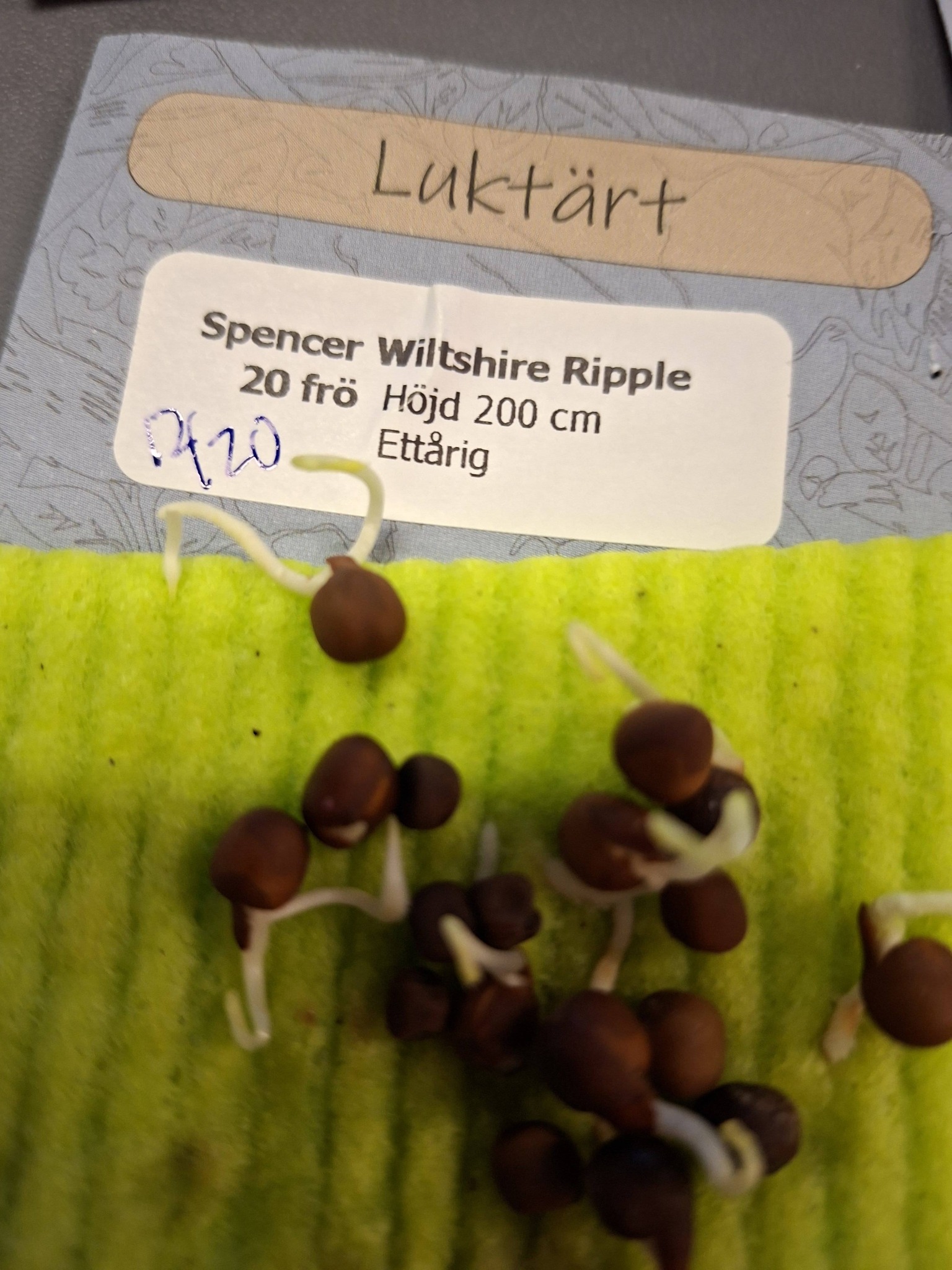 Luktärt Spencer Wiltshire Ripple  20 frö - 2