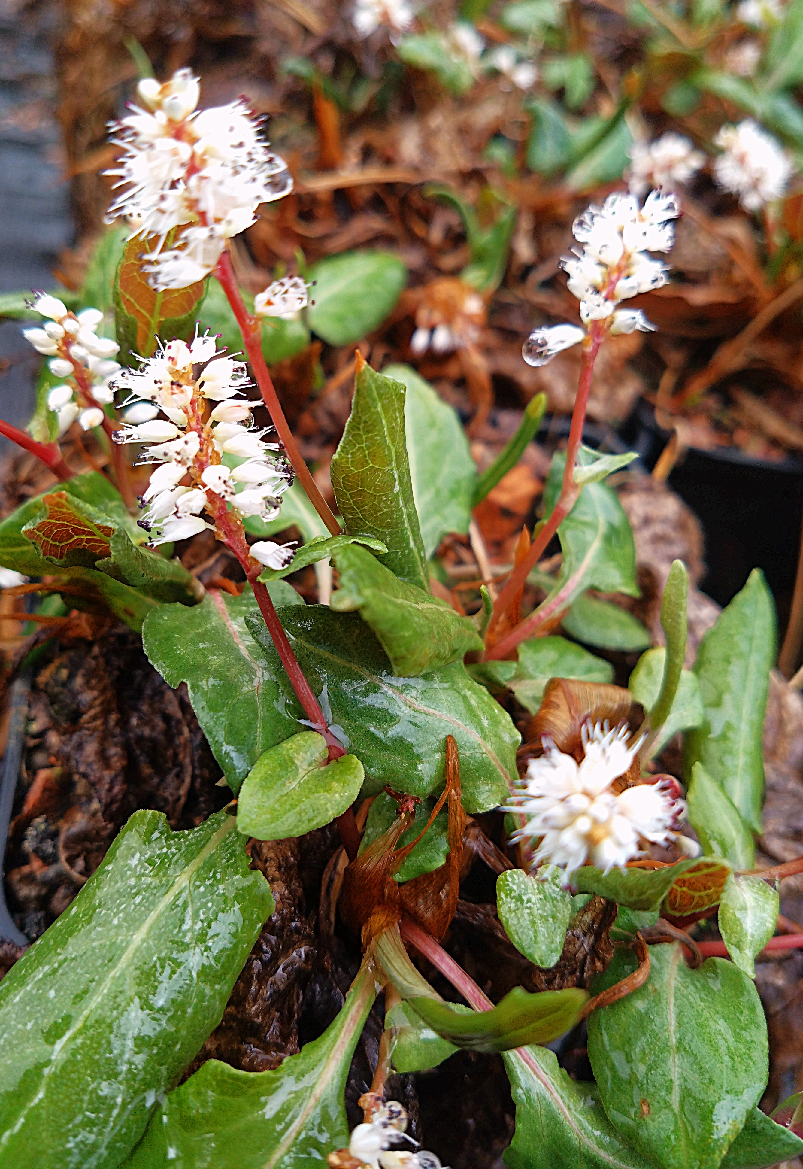 Persicaria tenuicaulis