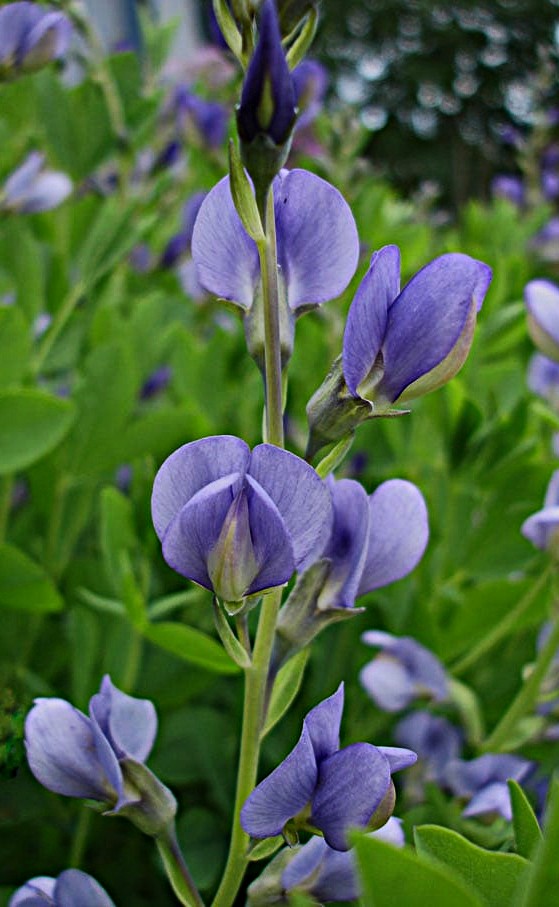 Baptisia australis v minor