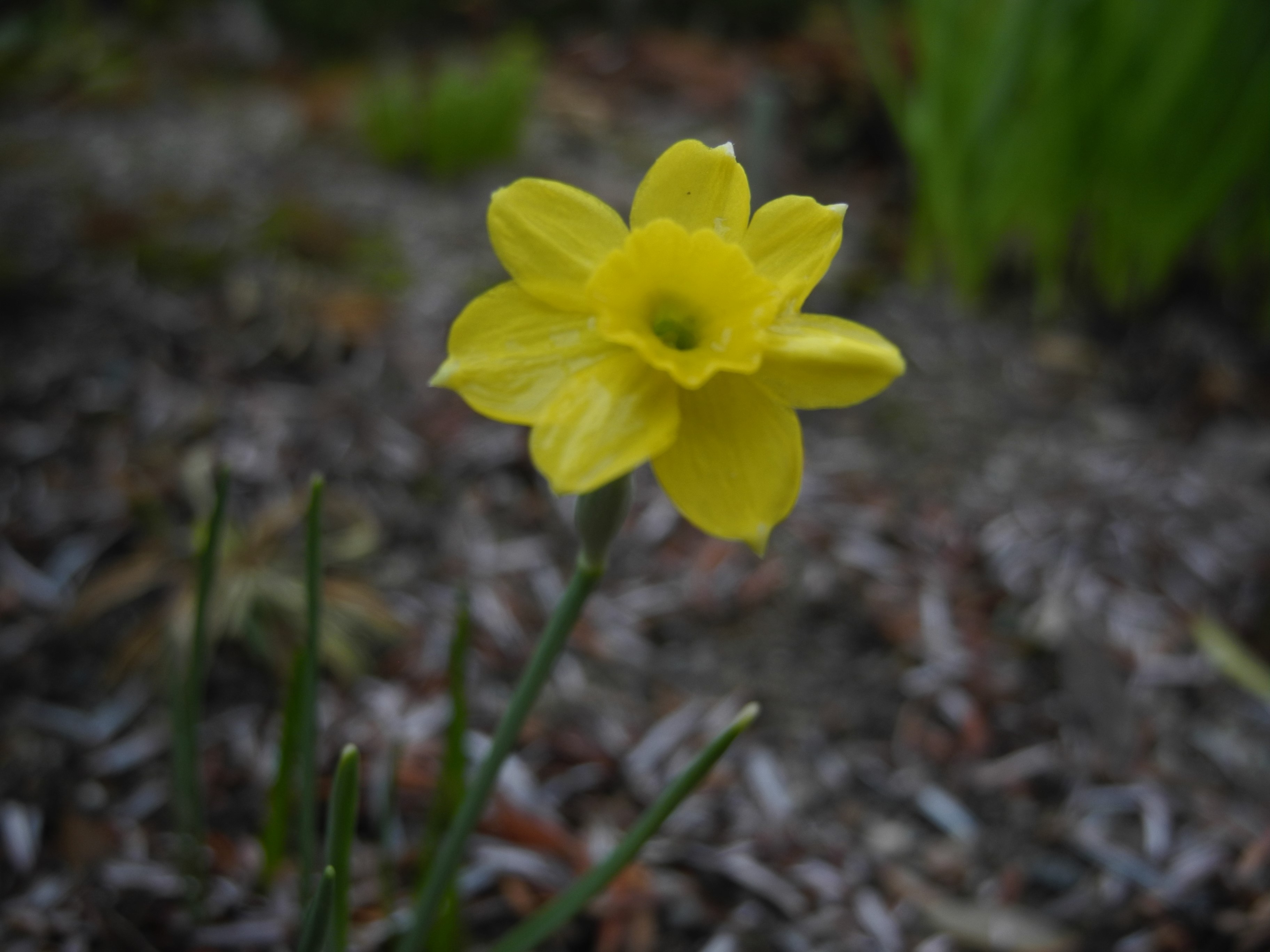 Narcissus cycclamineus hybr. "Mite"