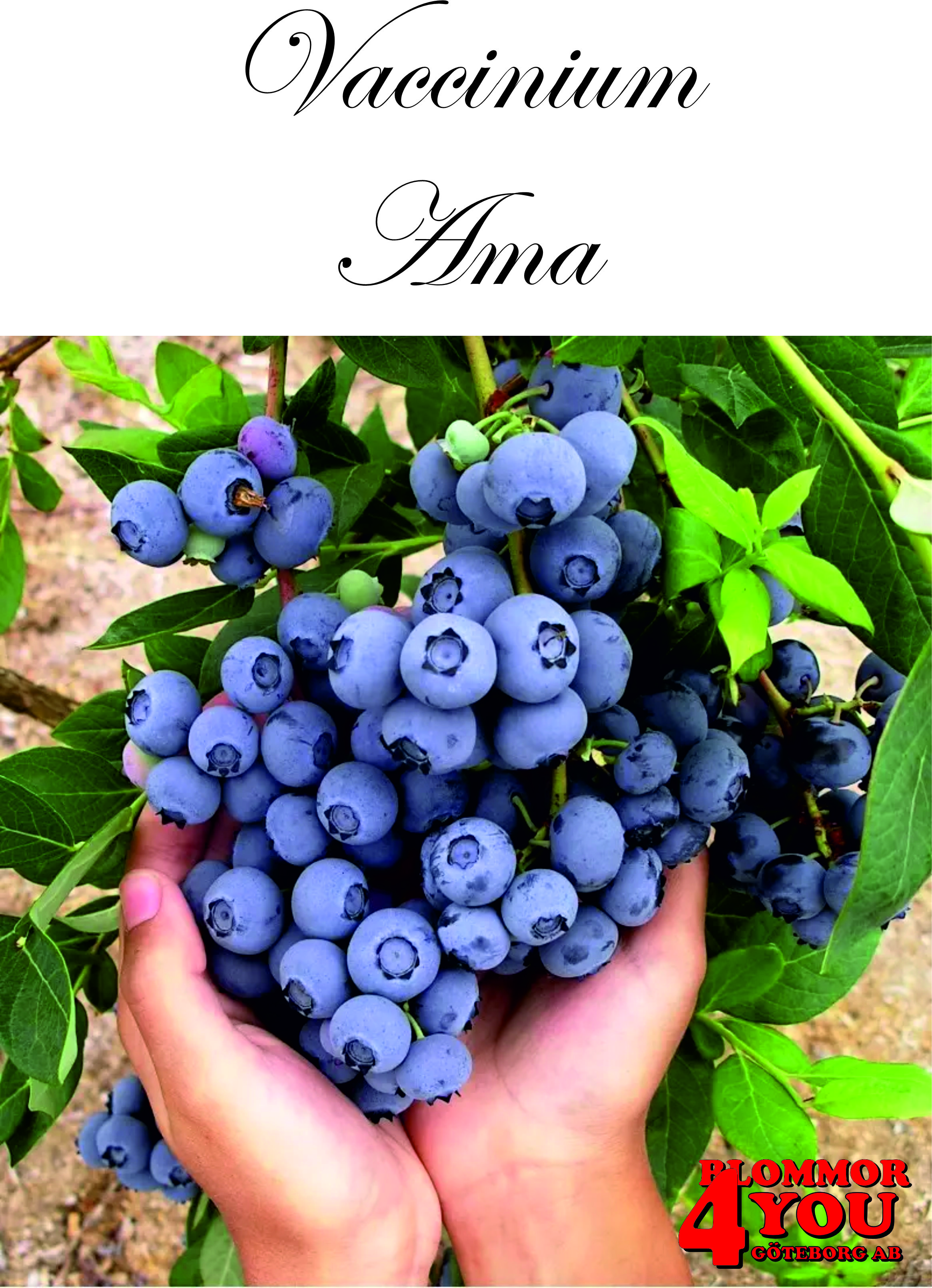 Vaccinium (Angustifolium) Ama (CAC)