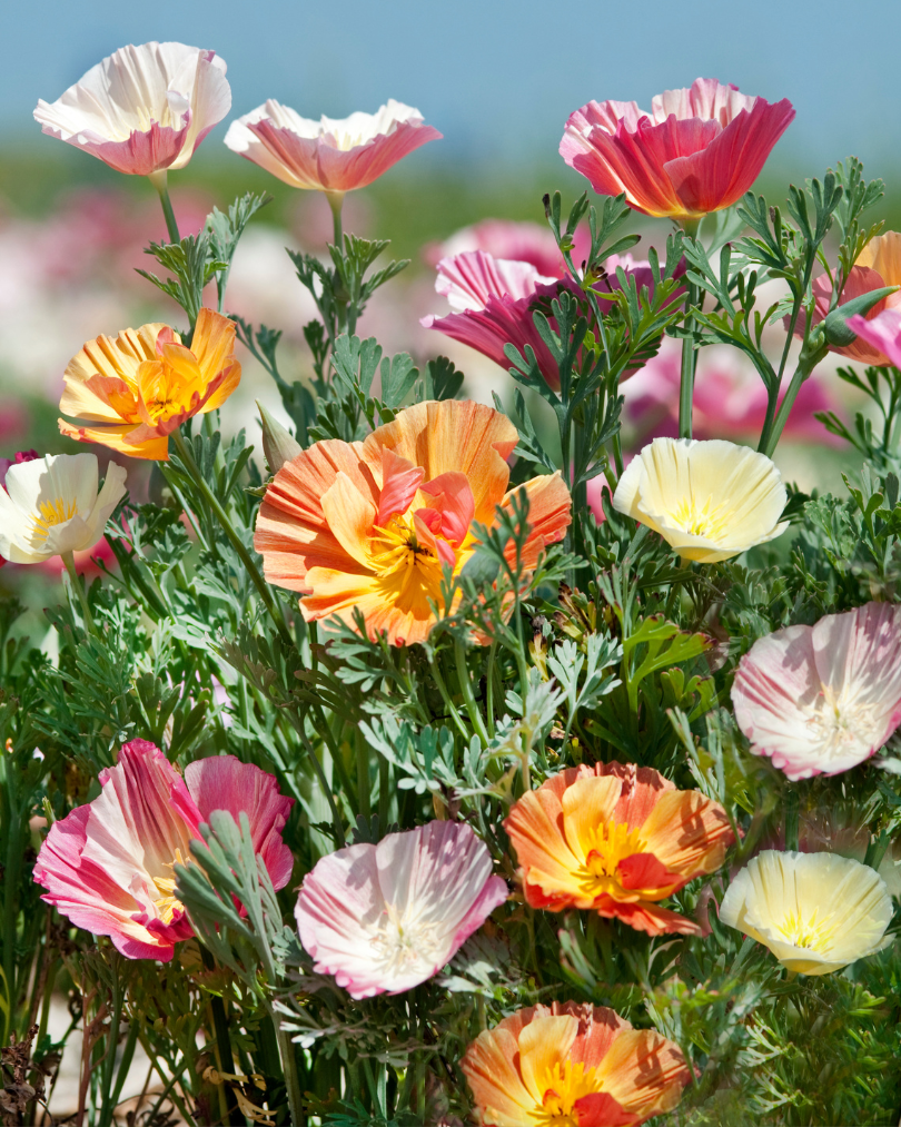 Sömntuta - Frilly Fun Mix