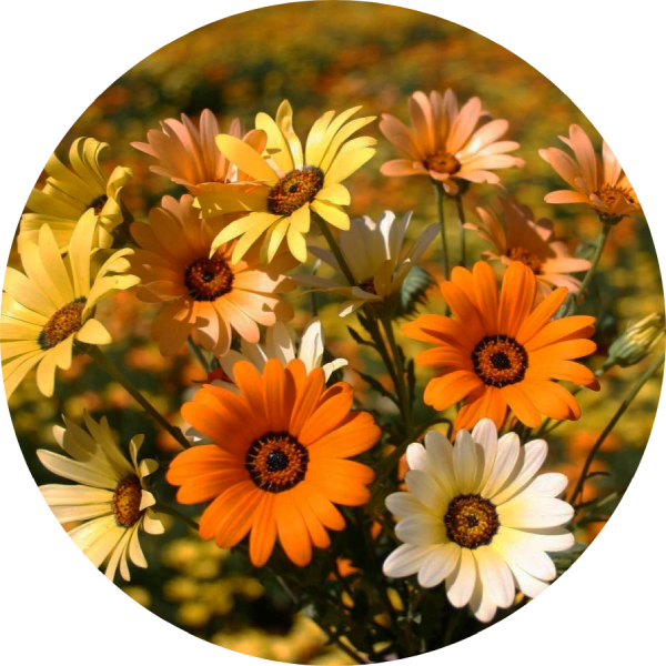 Solvisare - Sinuata Mix