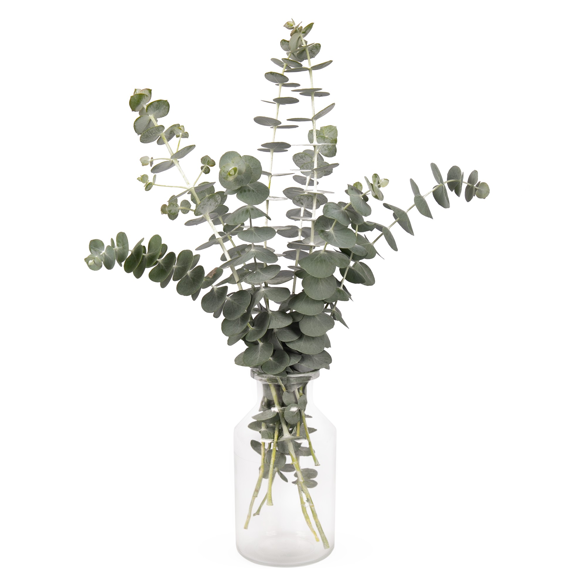 Eucalyptus Baby Blue Boquet  6  frö