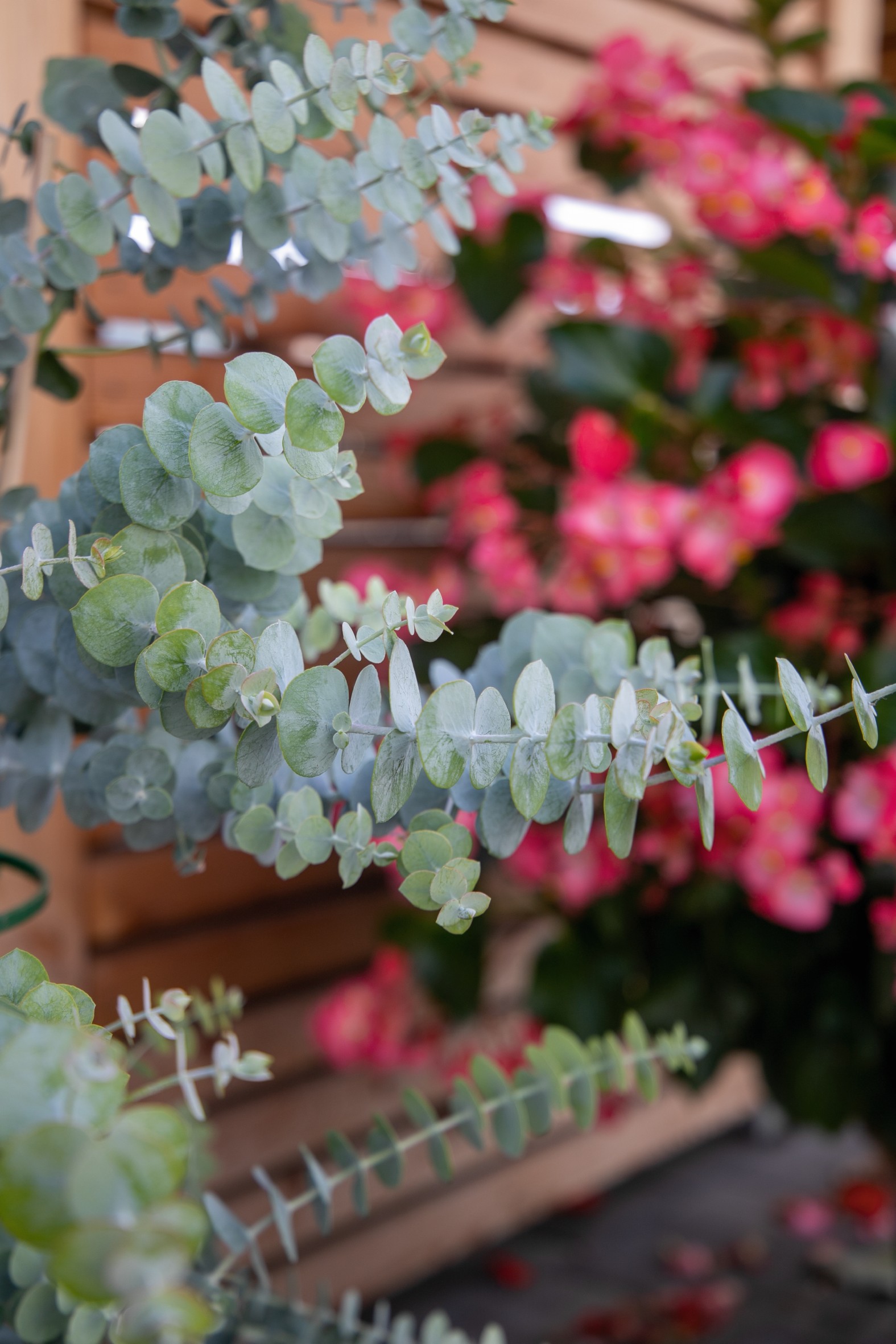 Eucalyptus Baby Blue Boquet  6  frö - 3