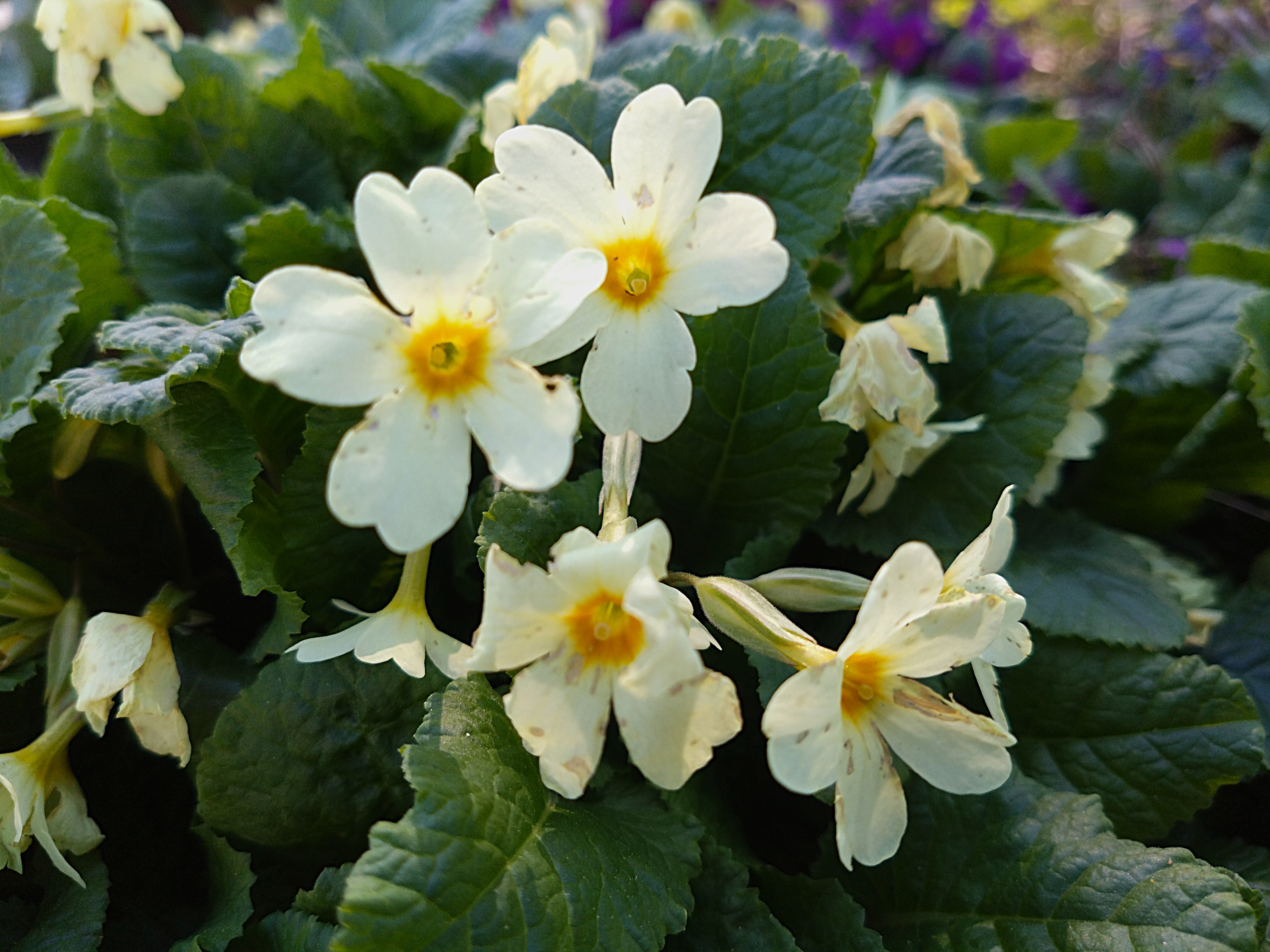Primula elatior