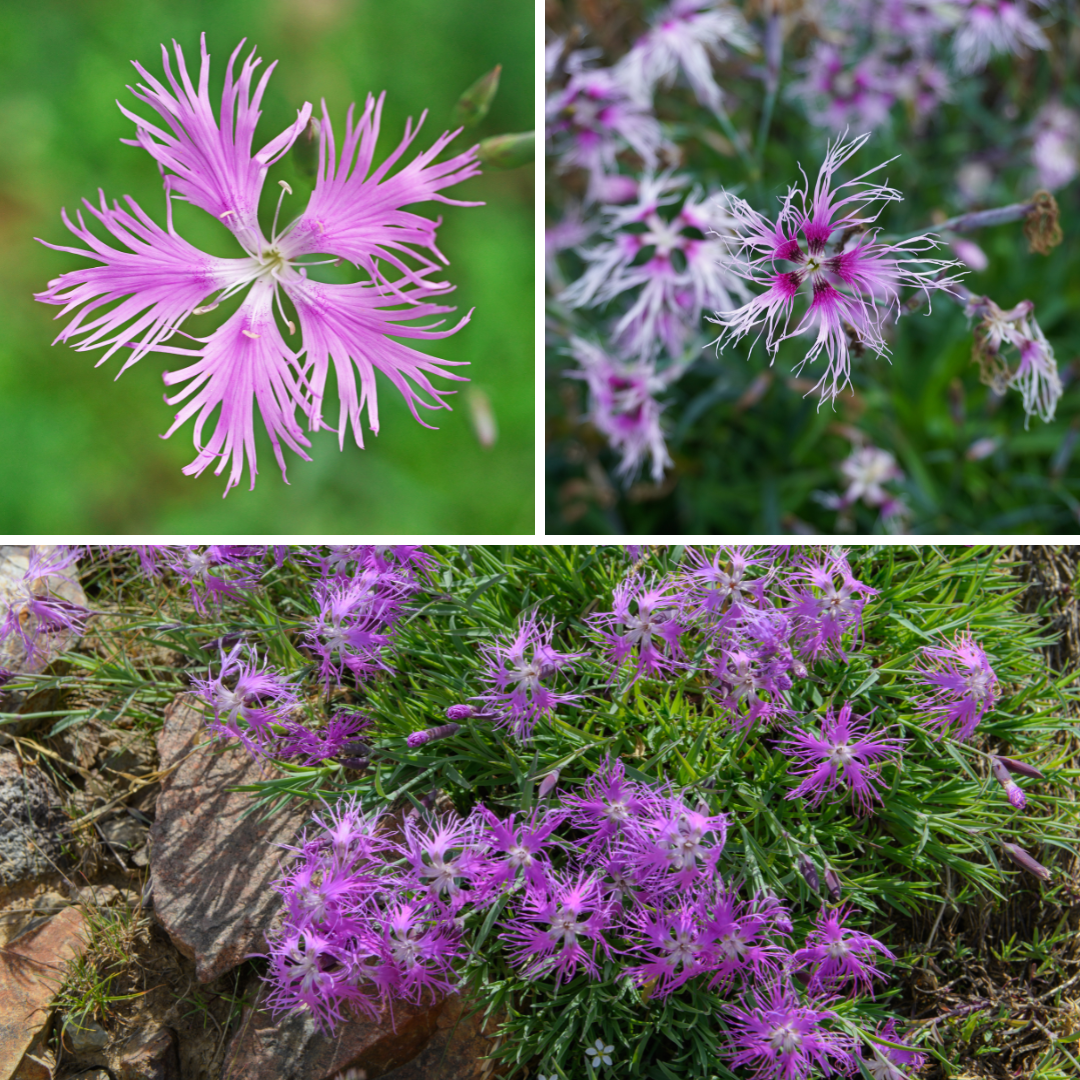 Praktnejlika - Spooky Mix