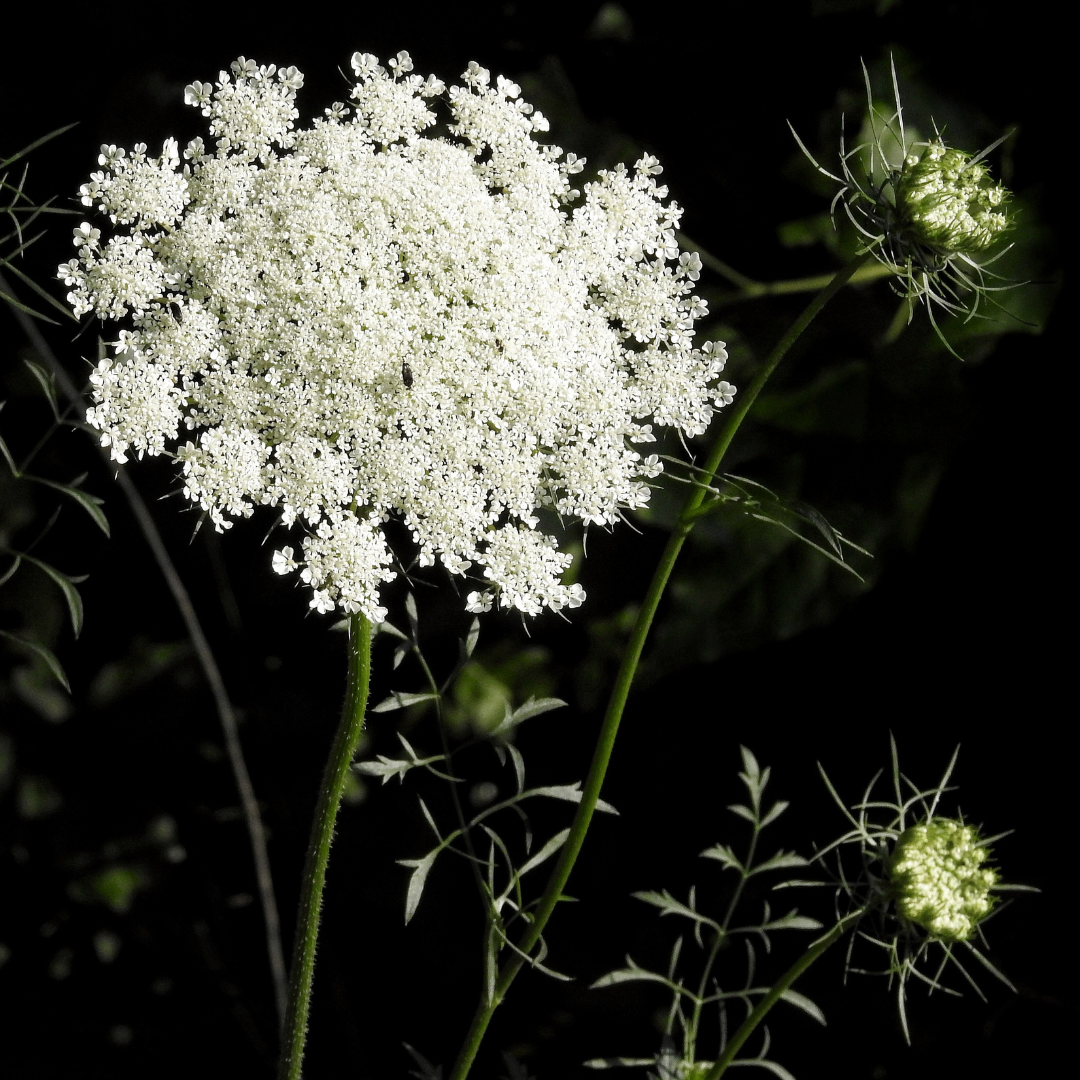 Slösilja - White Umbels