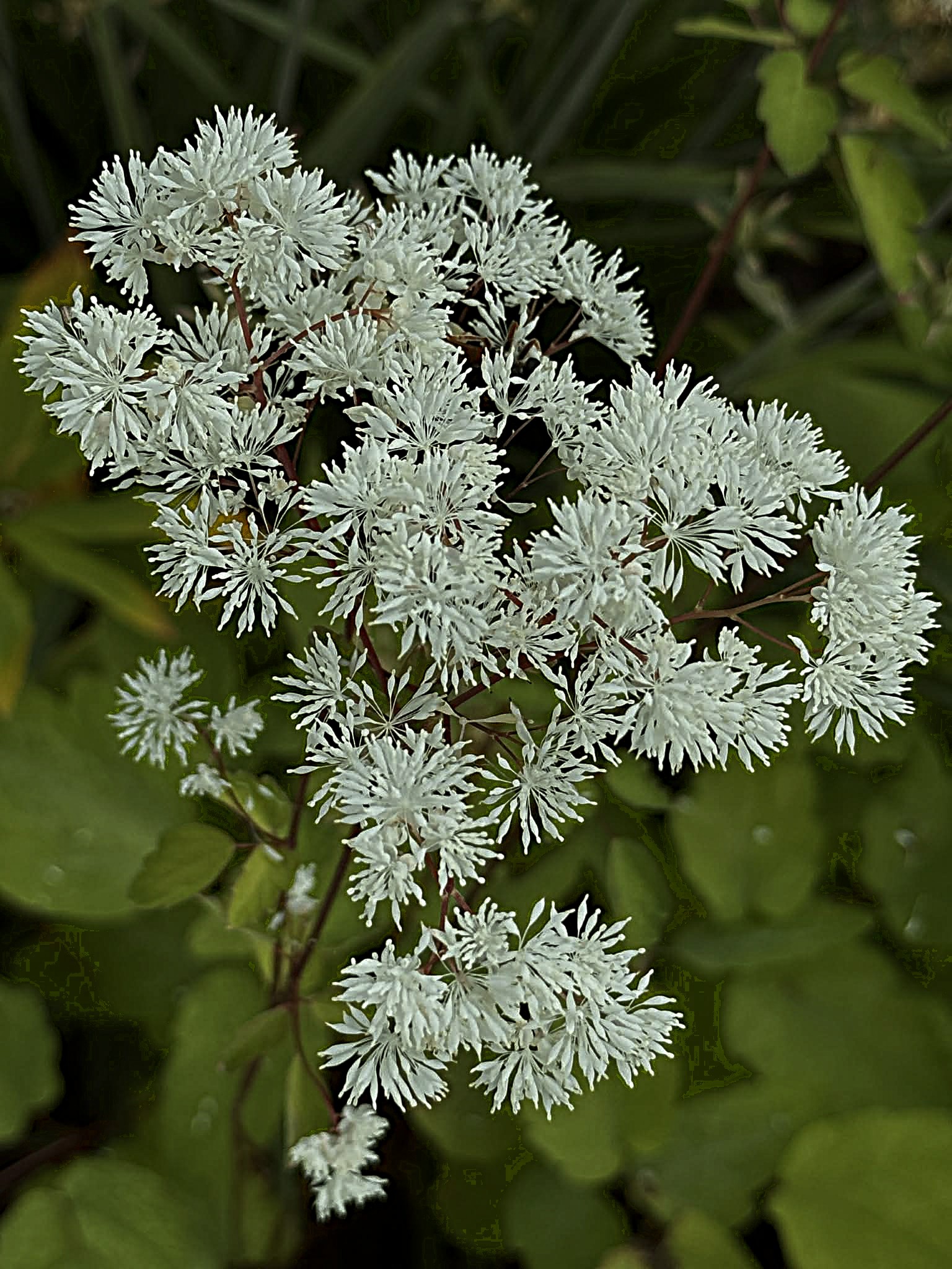 Thalictrum filamentosum