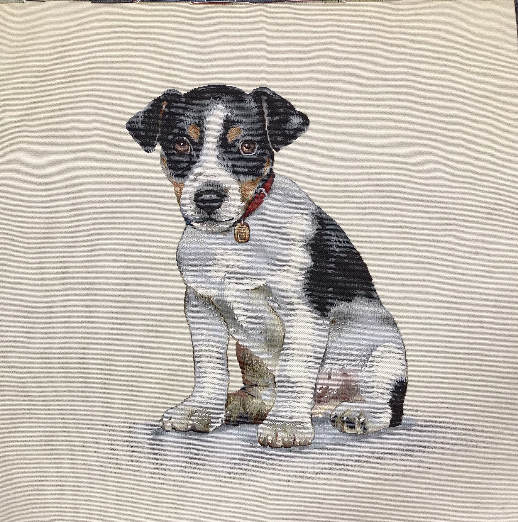 Jack Russel Valp