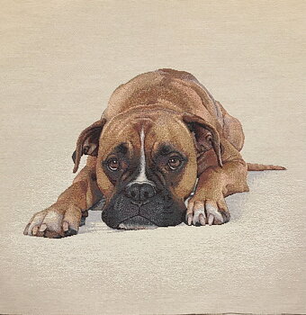Boxer