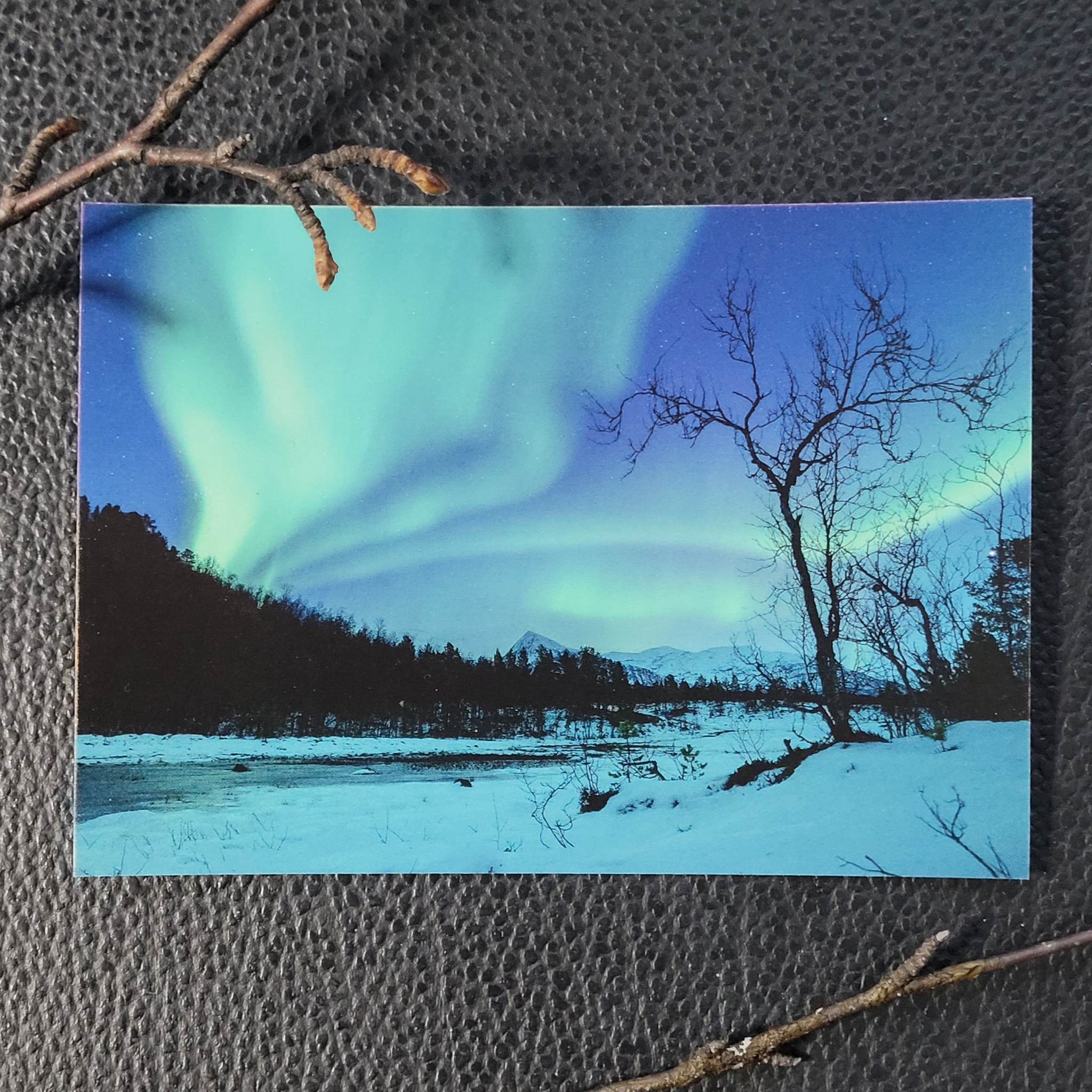Nordlys - Bjørk II - 3