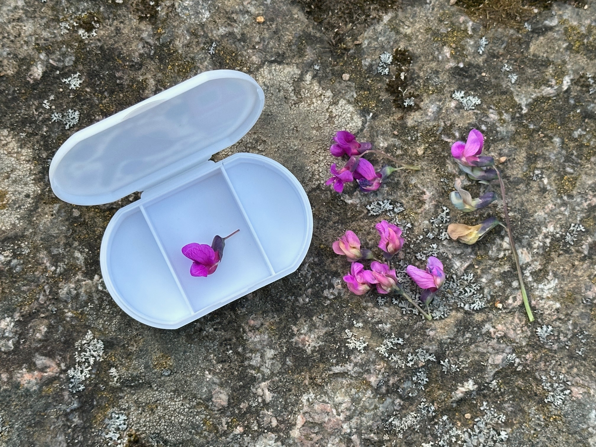 Liten pillerburk - Gärdsmyg - 3