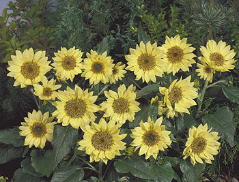 Solros "Pacino lemon"